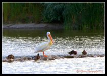 Pelican 6-30-2016.jpg