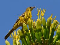 Oriole4.jpg