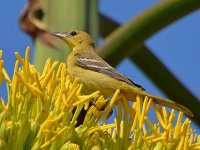 Oriole6.jpg