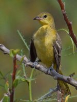 Oriole11.jpg