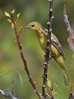 Oriole13.jpg