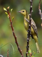 Oriole16.jpg
