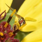 HoverFly2.jpg