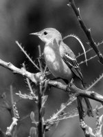OrioleBW2.jpg