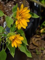 Sunflower.jpg