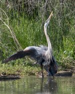 Heron Display-100.jpg
