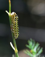 YELLOW_SWALLOWTAIL_CATERPILLAR_DSC_4783_CUSTOM.jpg