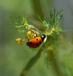 LADYBUG_ON_DILL_DSC_4775_CUSTOM.jpg