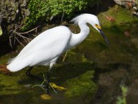 Egret.jpg