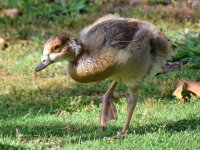 Goose2.jpg