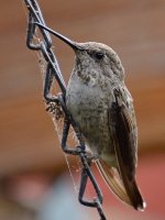 Hummer3.jpg