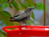 Hummer6.jpg