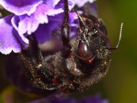 CarpenterBee2.jpg