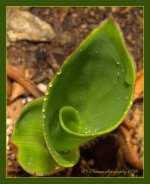 Canna Bud #2 7-2-2016.jpg