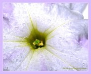Macro Petunia 7-2-2016.jpg