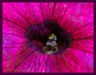Macro Petunia #2 7-2-2016.jpg