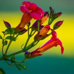 DSC_1597.jpg