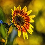 DSC_1578-Edit-Edit.jpg