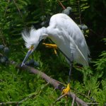 Egret2.jpg
