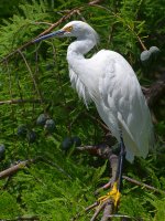 Egret4.jpg