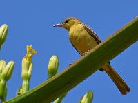 Oriole2.jpg