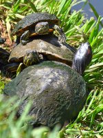 Turtle.jpg