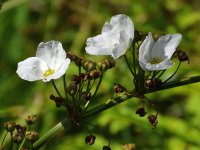 WhiteFlower.jpg