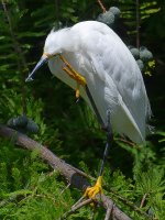 Egret3.jpg