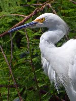 Egret5.jpg