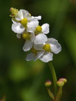 WhiteFlower2.jpg