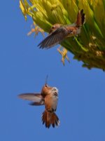 Hummer2.jpg