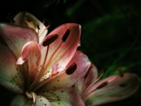 DSC_1754 morphed.jpg