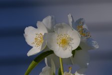 _DSF6421 - copie.jpg