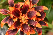 DSC_1150lily.jpg
