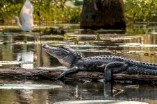 Lake Martin, Louisiana-Swamp Tour-3331-Edit.jpg