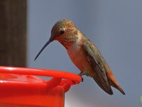 Hummer8.jpg