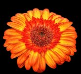 DSC_0661flower8 copy.jpg
