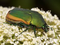 ScarabBeetle5.jpg