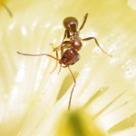 Ant.jpg