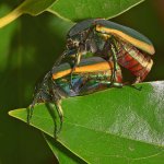ScarabBeetle2.jpg