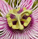 Passiflora2.jpg