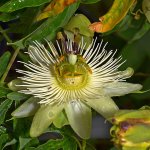 Passiflora5.jpg