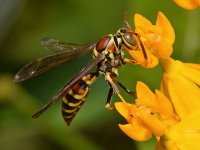 Wasp3.jpg