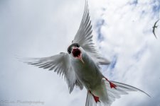 DSC_4753.jpg