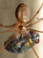 Spider4.jpg