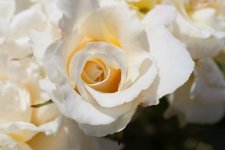 DSC_3709.jpg