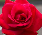 DSC_3712.jpg