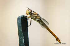 D72_0287.jpg