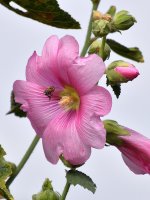 Hollyhock.jpg