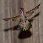 Hummer2.jpg